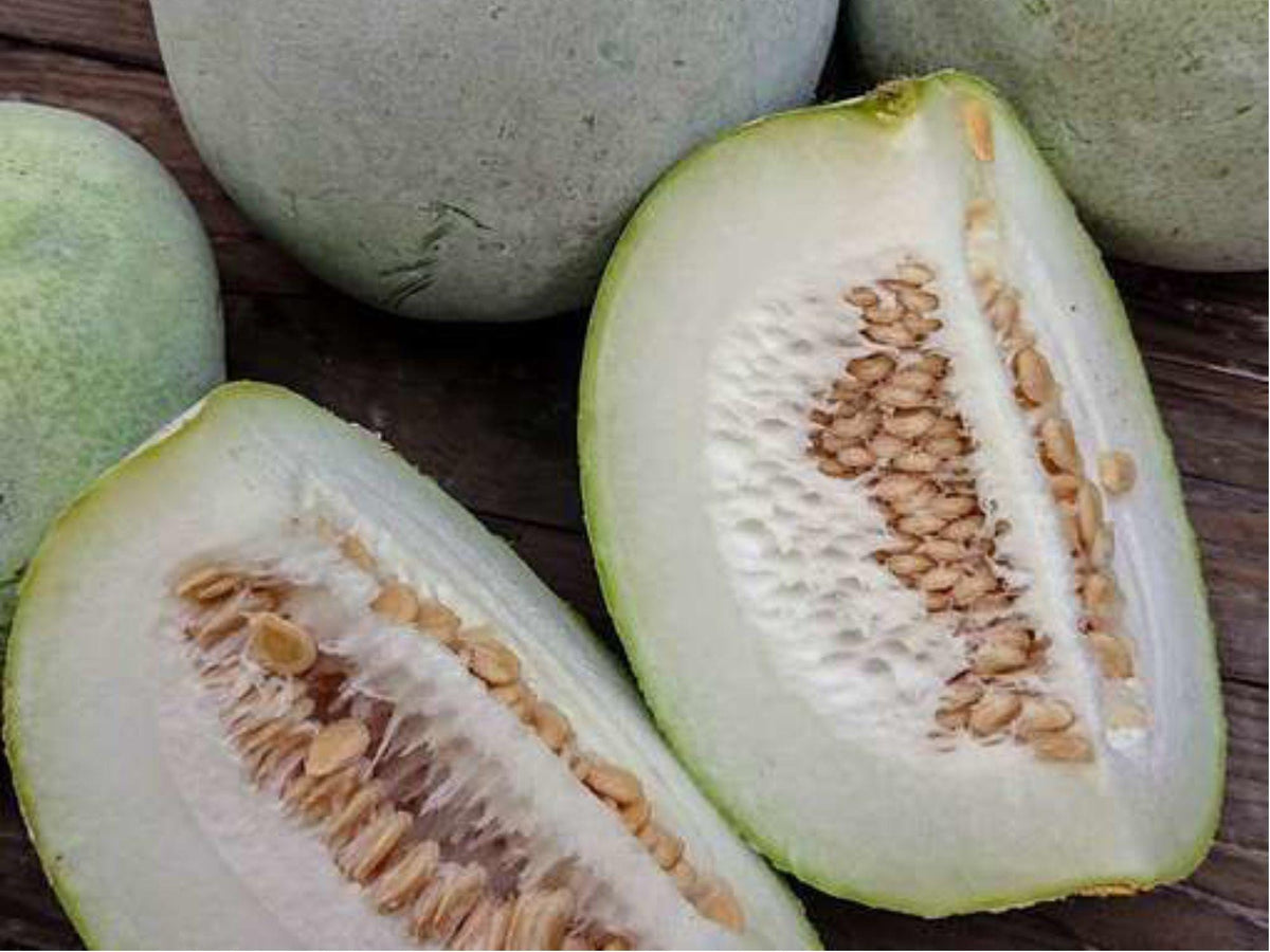 Wintermelon Wax Gourd Seeds – Heirloom Non-GMO Asian Vegetable, Storage-Friendly, Tropical Gourd, Cucurbita ficifolia
