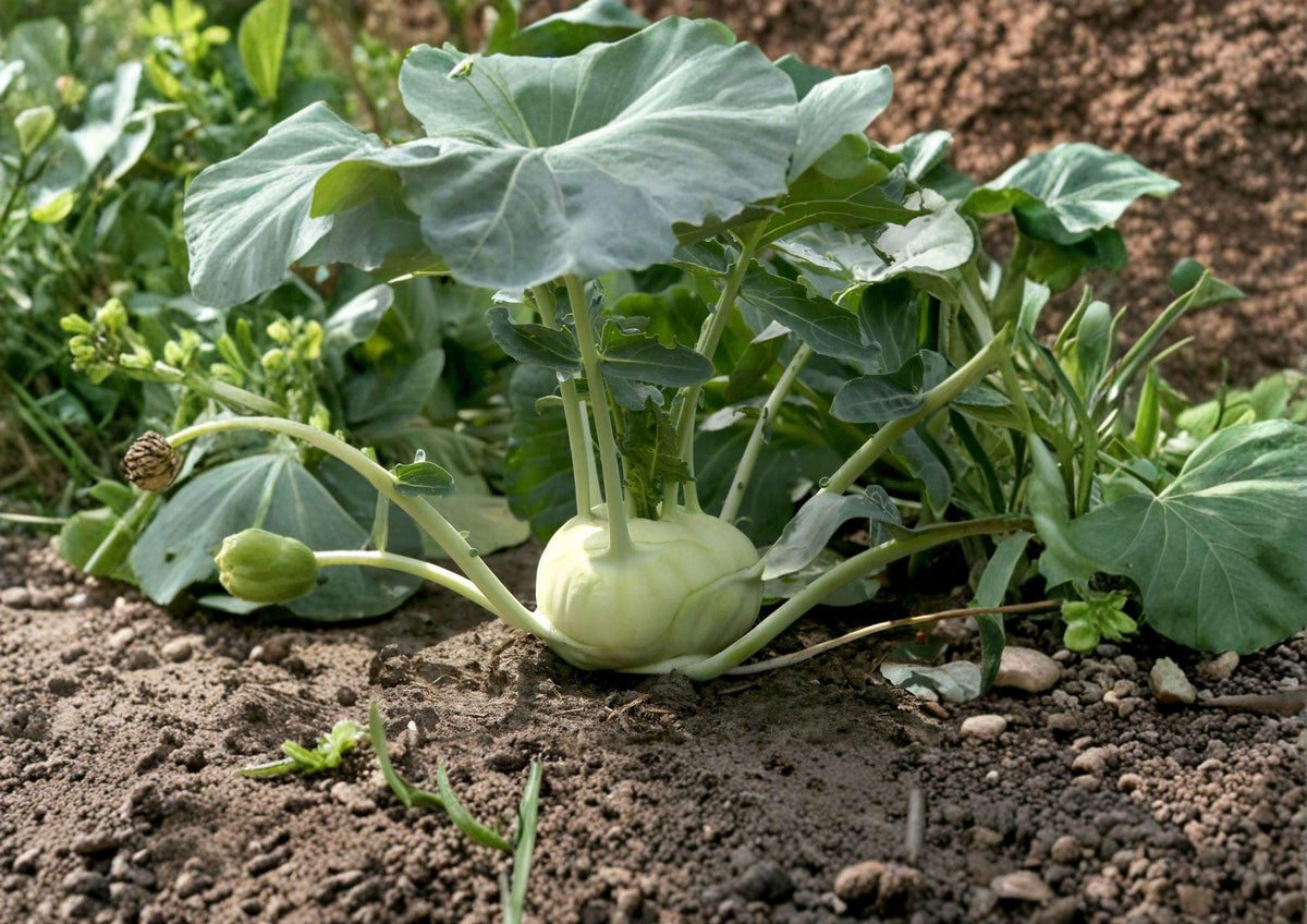 White Vienna Kohlrabi Seeds – Heirloom Crisp Garden Vegetable, Edible Leaves, Cool-Season, 100 Seeds