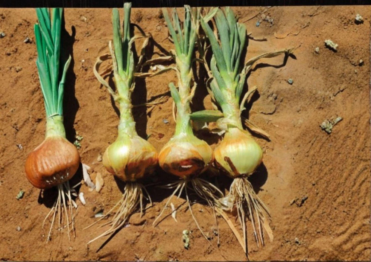 Utah Yellow Sweet Spanish Onion Seeds – Heirloom Long-Day Vegetable Garden Seeds, 50 Count