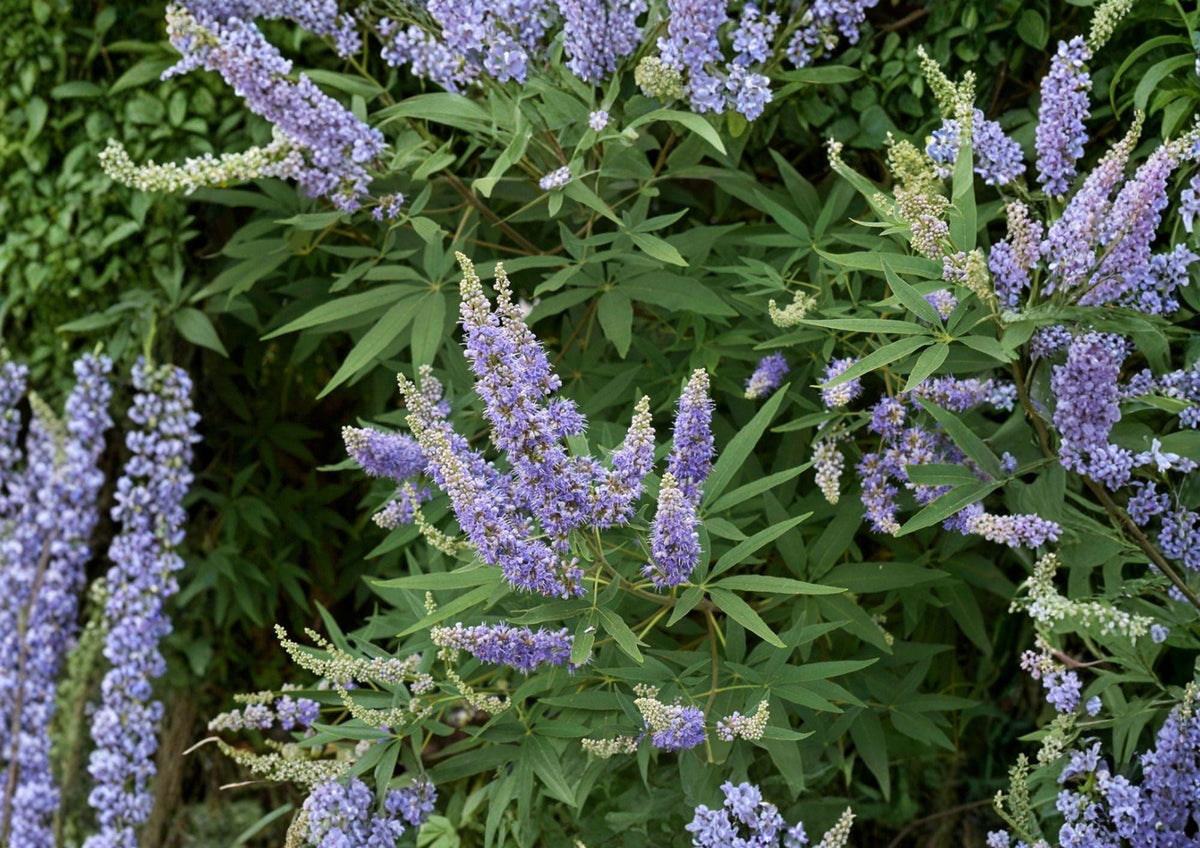 Vitex Agnus Castus Seeds – Fragrant Purple Flowering Shrub for Butterfly Gardens, Ornamental Drought Tolerant Plant