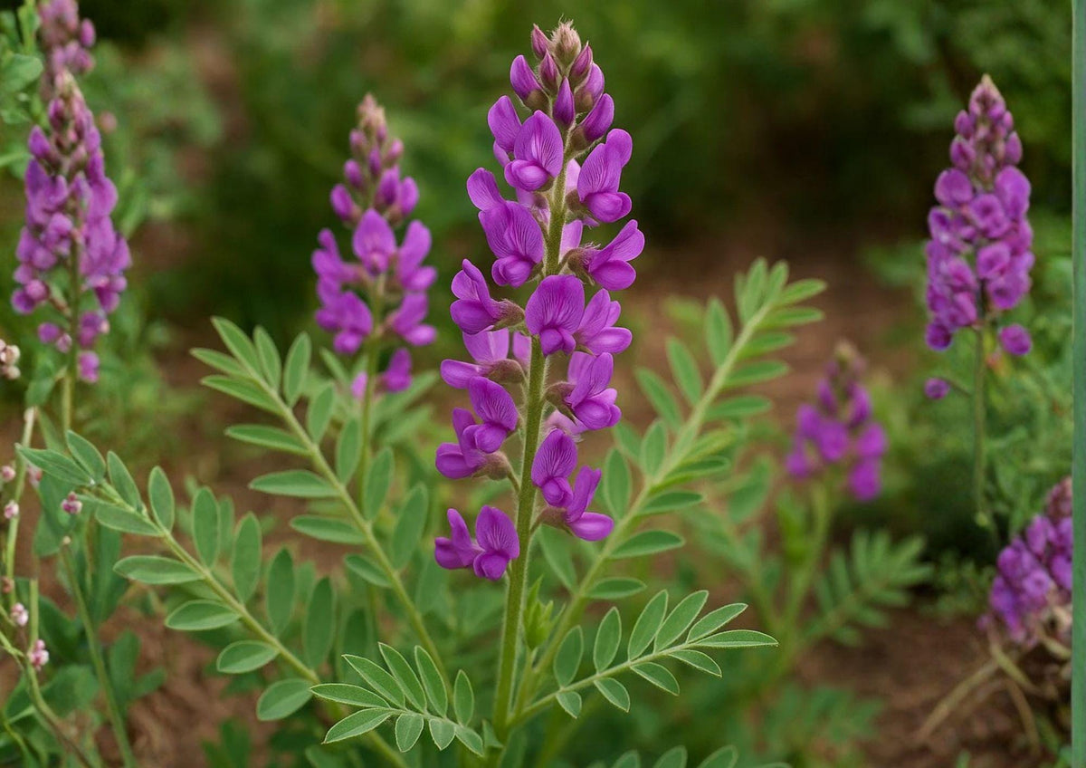 Utah Sweetvetch Seeds – Native Pink Prairie Wildflower, Drought Tolerant, Hedysarum boreale, Pollinator-Friendly, 25 Seeds