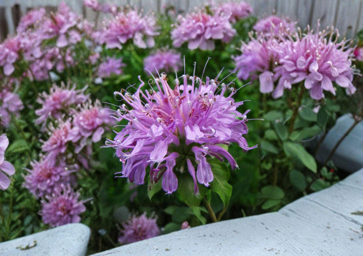 Wild Bergamot Seeds, Monarda fistulosa, Lavender Purple, Native Pollinator Perennial, Bee Balm, Prairie Wildflower, 100 Seeds