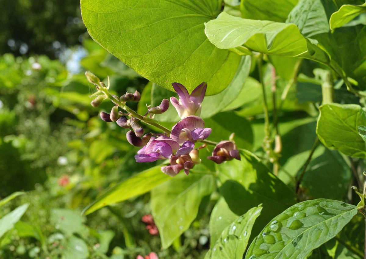 Wild Kidney Bean Seeds – Native Climbing Vine, Edible Pods, Phaseolus polystachios, Woodland Gardens, Perennial Vine for Native Gardens