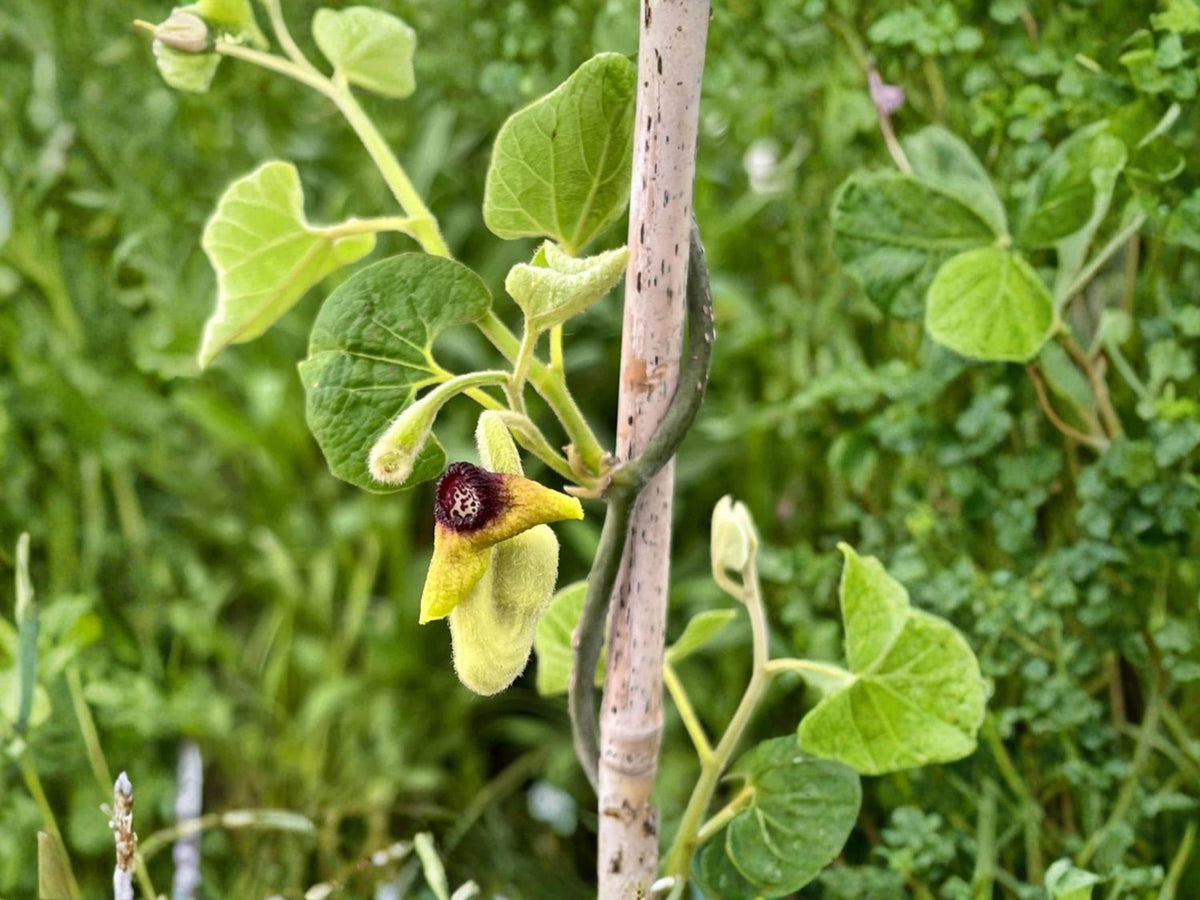Woolly Dutchman’s Pipevine Seeds (10) – Aristolochia tomentosa – Native Butterfly Host Vine for Shade Tolerance
