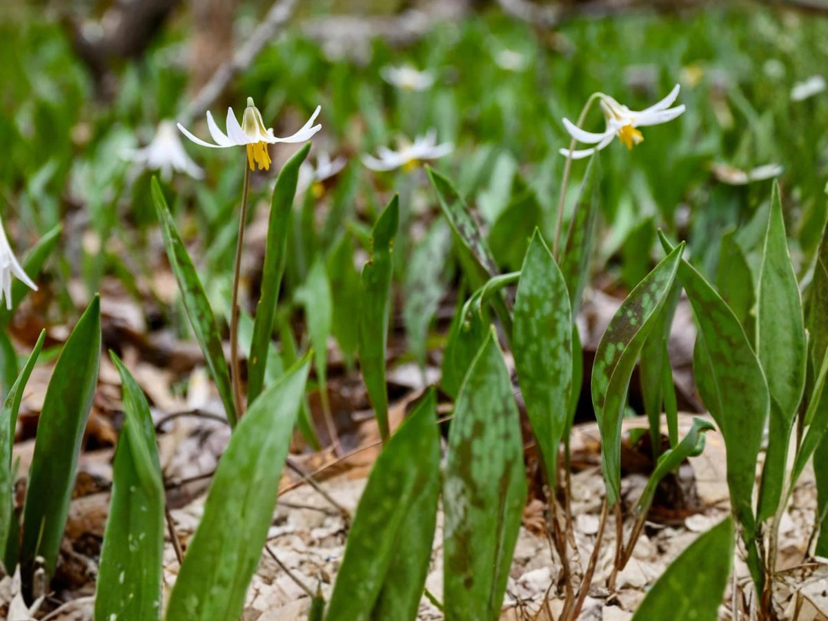 White Trout Lily Seeds – Erythronium Albidum – Native Woodland Spring Ephemeral – Shade Garden Wildflower