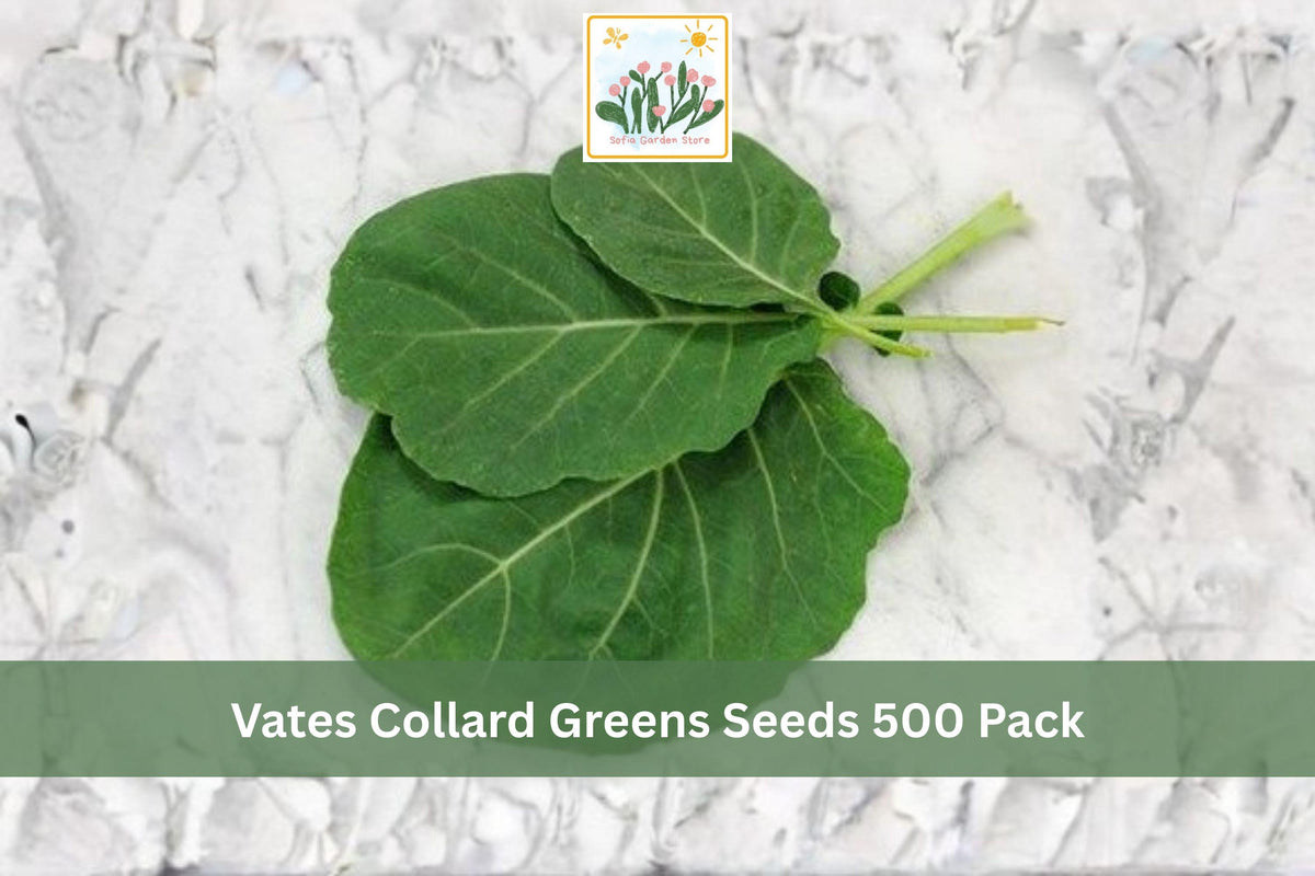 Vates Collard Greens Seeds 500 Pack - Brassica oleracea var. viridis Leafy Vegetable for Garden, Raised Beds, Cool Season
