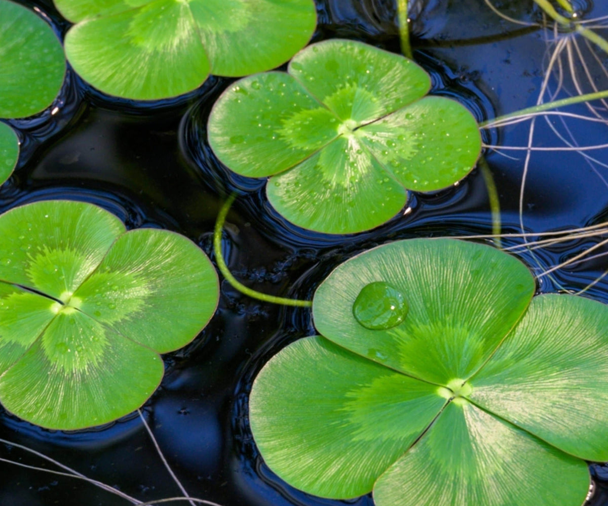 Variegated Four Leaf Clover Live Plant – Aquatic Marginal Water Garden Pond Plant – Marsilea mutica