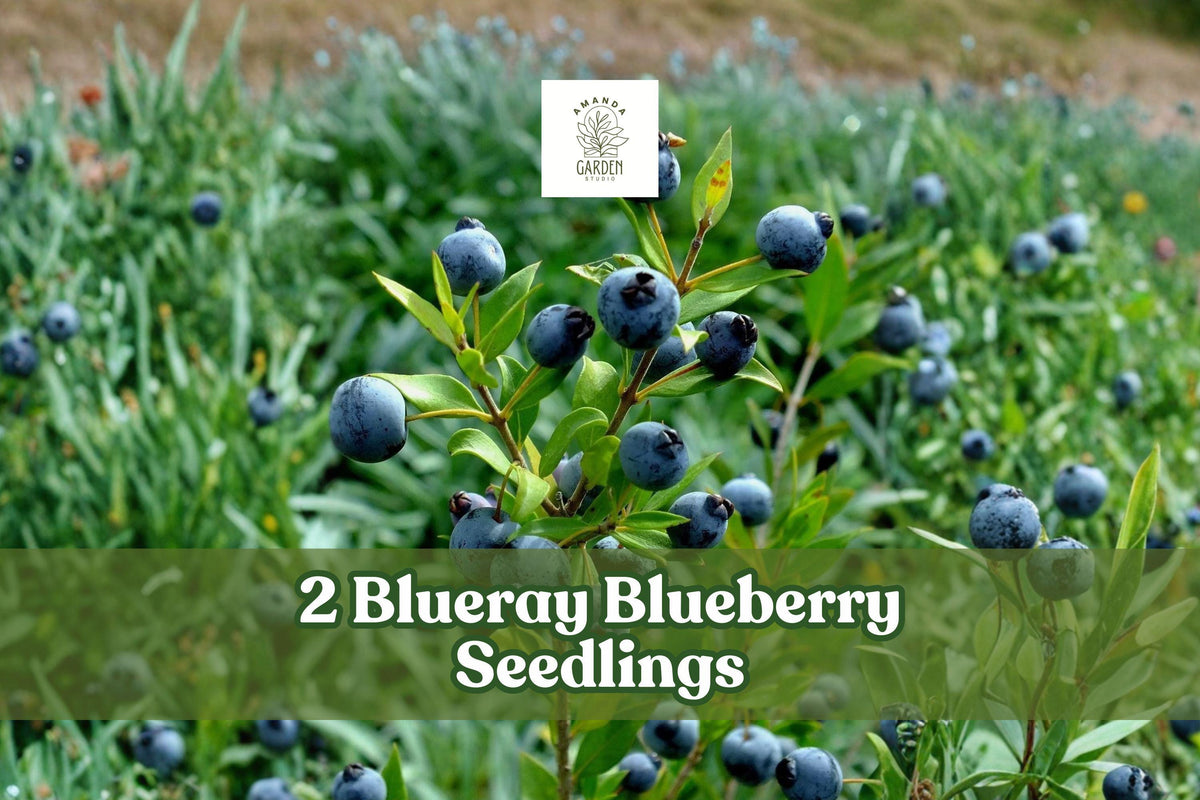 Blueray Blueberry Seedlings – 2 Live Fruit Bushes (Vaccinium corymbosum) – Easy Grow, Blue Berry Plants for Backyard Garden