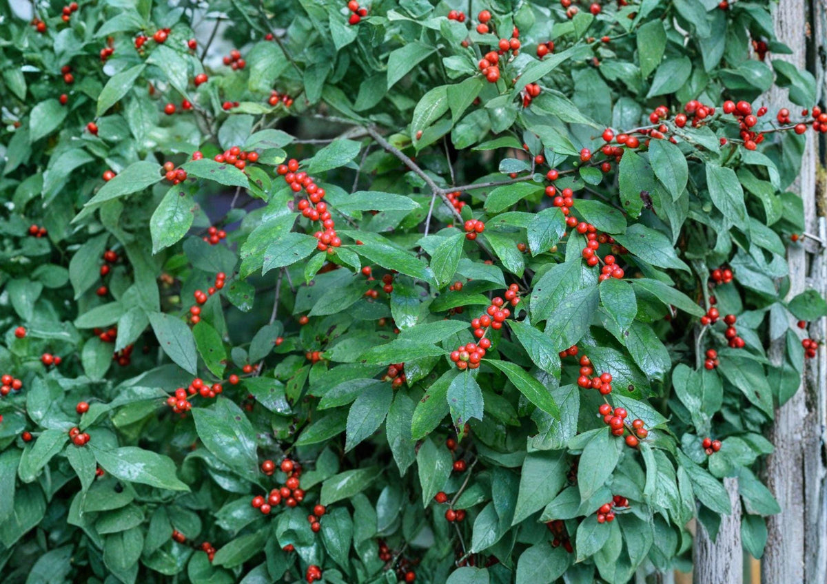 Winterberry Holly Seeds – 25 Ilex verticillata for Red Berries, Ornamental Shrub for Winter Landscape, Wildlife Garden Plant