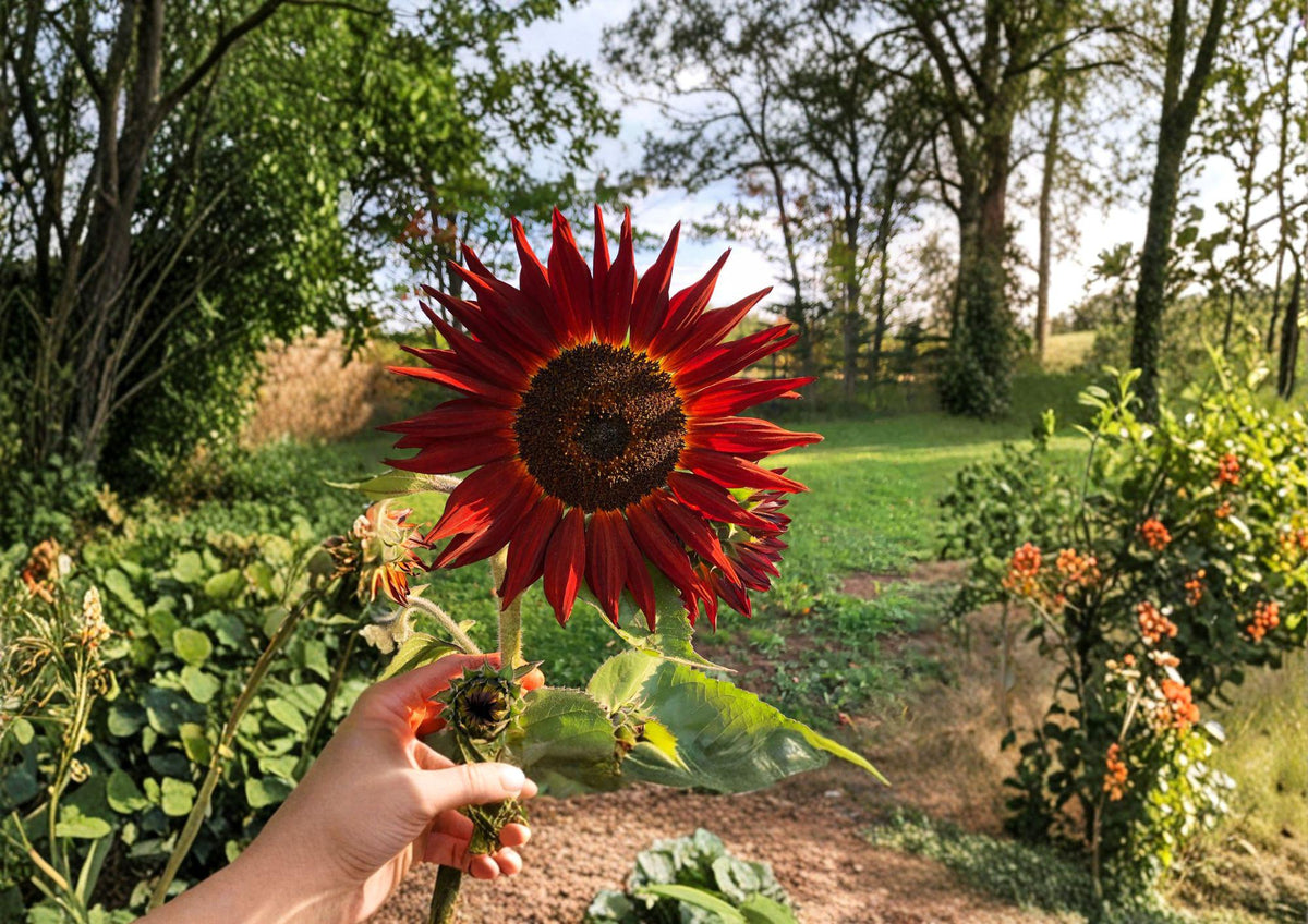Velvet Queen Sunflower Seeds β Deep Red Bronze Blooms, Summer Garden Flower, Pollinator Friendly, 50 Seeds
