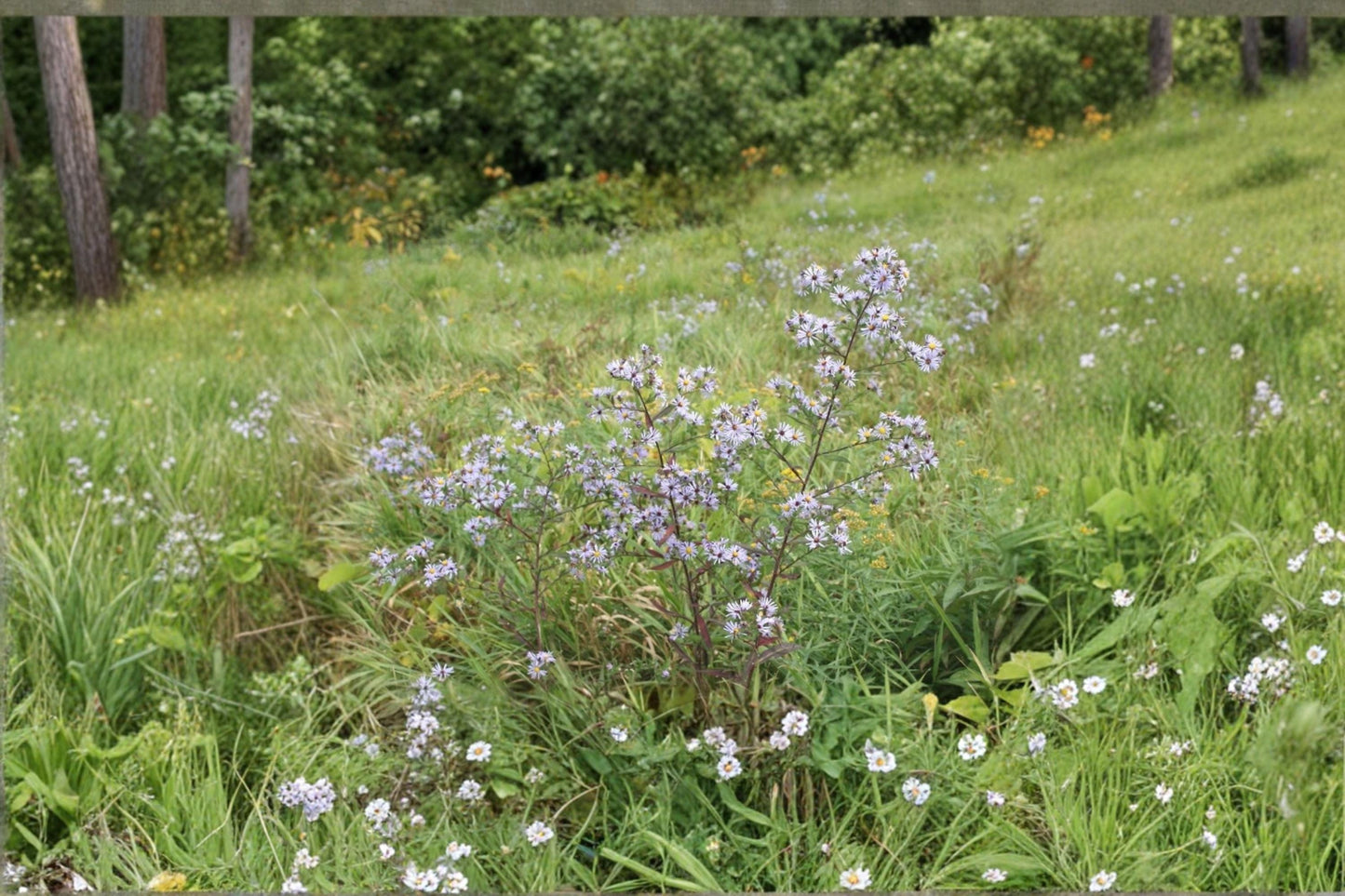New England Aster Seeds 100 Pack | Purple Native Wildflower | Symphyotrichum novae-angliae Pollinator Plant