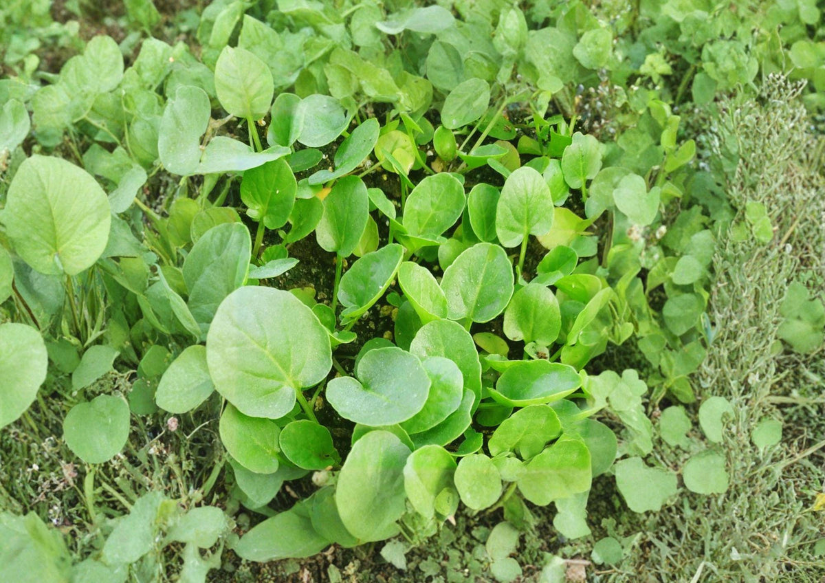 Upland Cress Seeds, Heirloom, Non-GMO, Peppery Salad Green, Fast Growing, Barbarea verna, Garden Herb, 600 Seeds