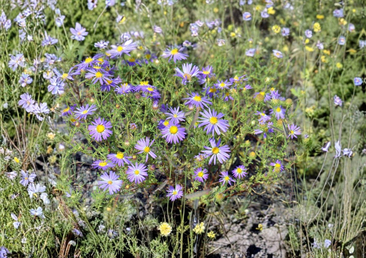 100 Tahoka Daisy Seeds - Purple Blooms, Drought Tolerant, Pollinator-Friendly, Heirloom Non-GMO Wildflower Seeds, Machaeranthera tanacetifolia