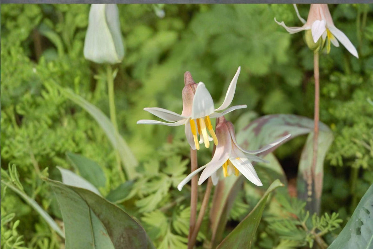 White Trout Lily Seeds – Erythronium albidum, Perennial Woodland Wildflower with White Nodding Flowers
