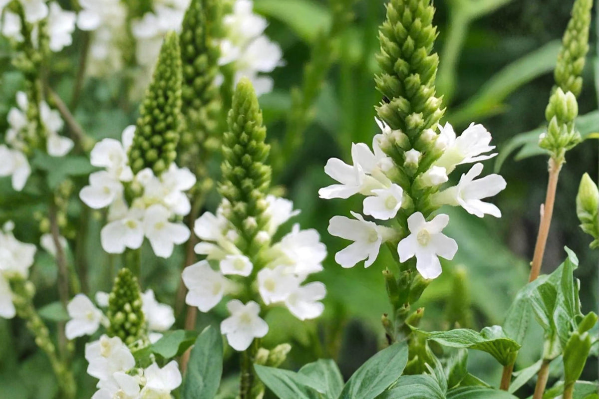 White Vervain Seeds – Verbena urticifolia Perennial Wildflower with White Flower Spikes, Pollinator Plant, Meadow & Woodland Landscape