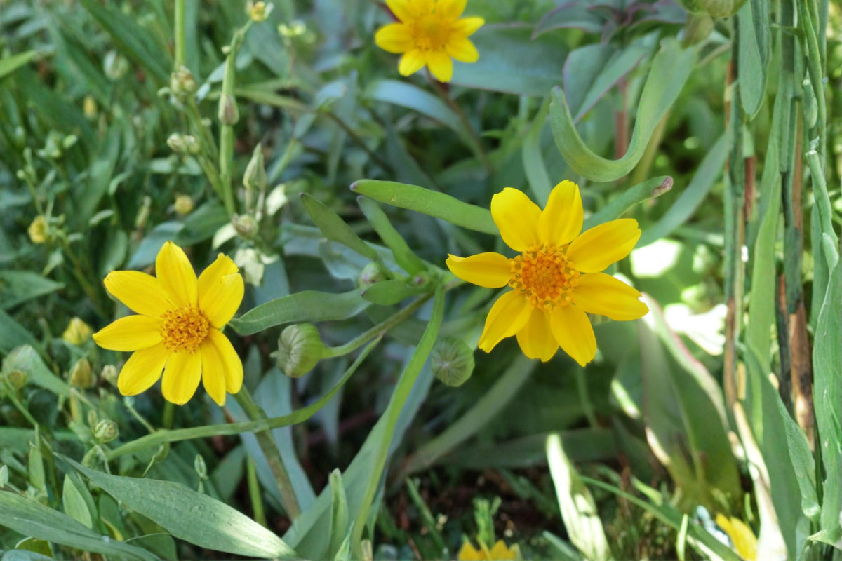 Yellowray Goldfields Wildflower Seeds – Lasthenia glabrata, Bright Yellow Daisy-Like Blooms, Annual Native Plant for Meadows & Gardens
