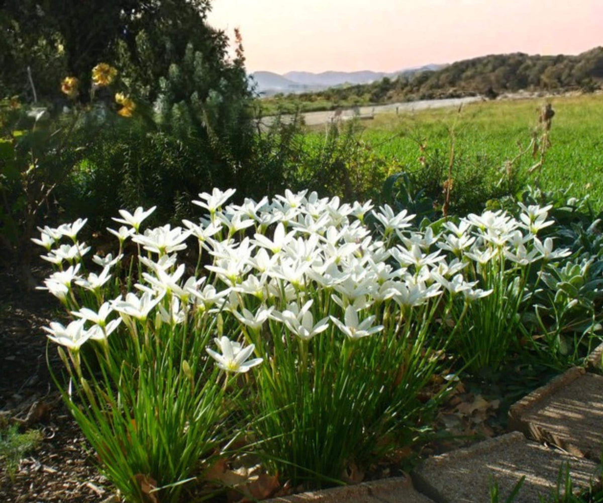 White Zephyr Lily Live Pond Plant – Zephyranthes Candida Tropical Aquatic Marginal Flower for Water Gardens