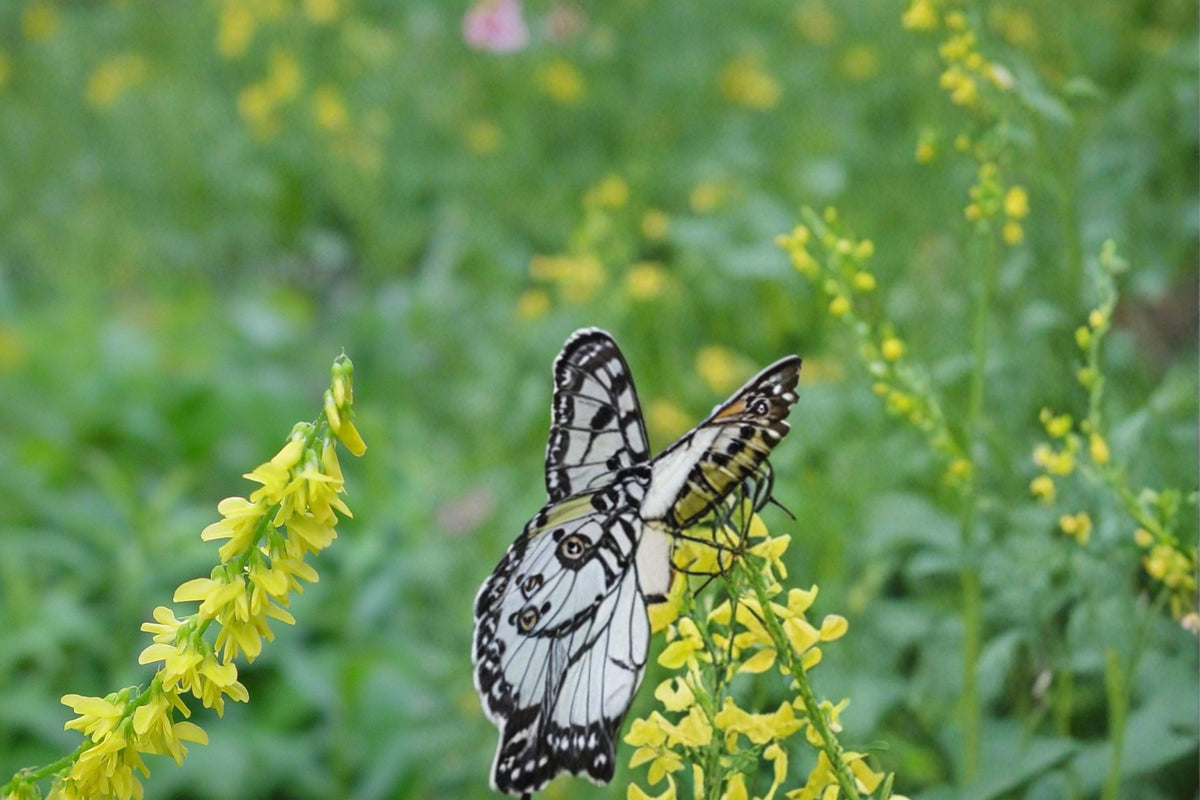 Yellow Sweet Clover Seeds – Melilotus officinalis Herbaceous Biennial Legume for Meadows & Naturalized Areas, Drought Tolerant