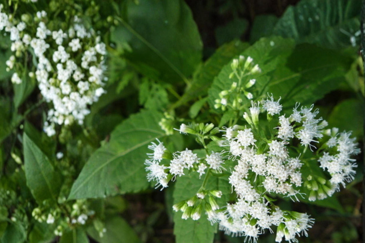 White Snakeroot Seeds – Ageratina altissima – Native Perennial with White Clusters for Shade Gardens