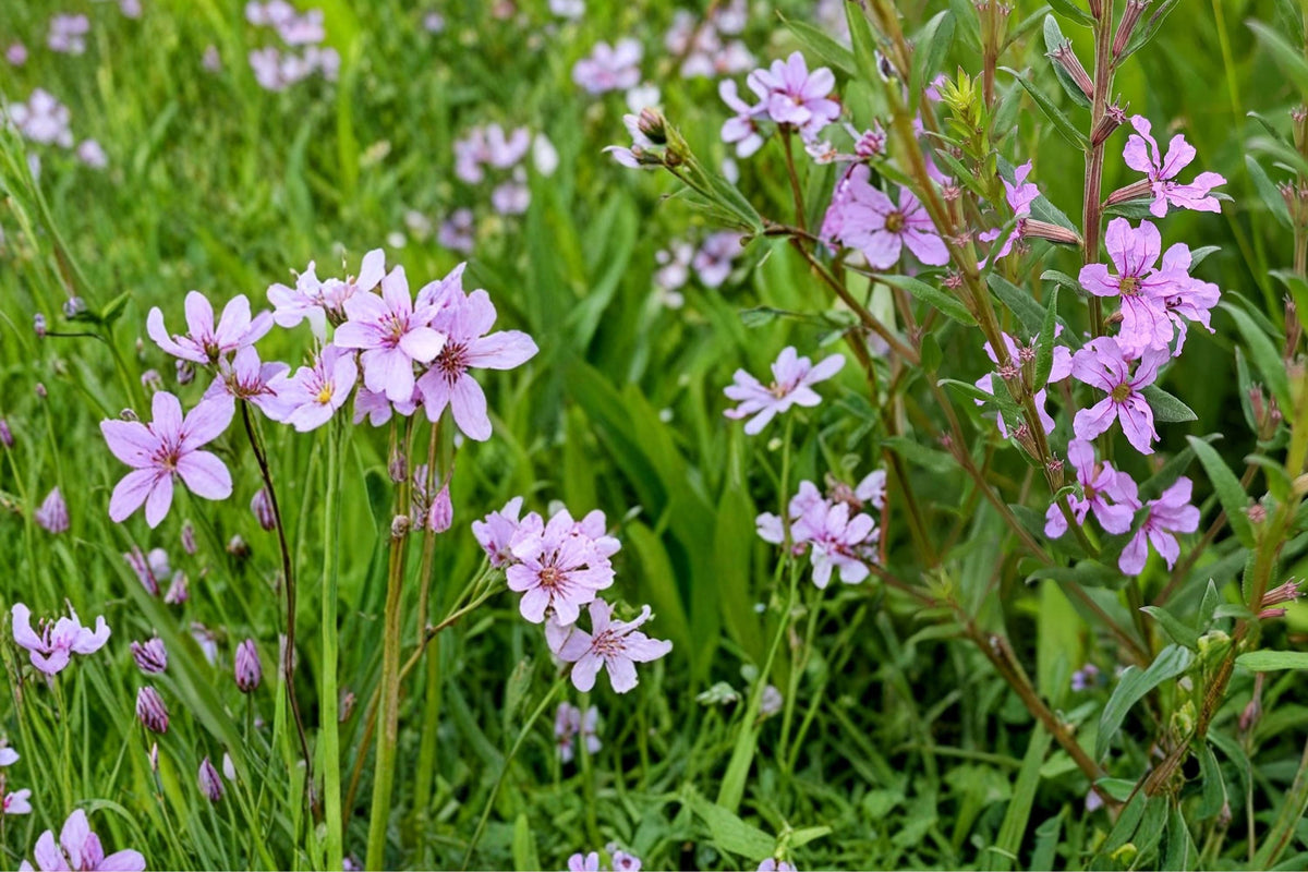 Winged Loosestrife Seeds 1000 Lythrum alatum Perennial Pink Lavender Wildflower Meadow Plant