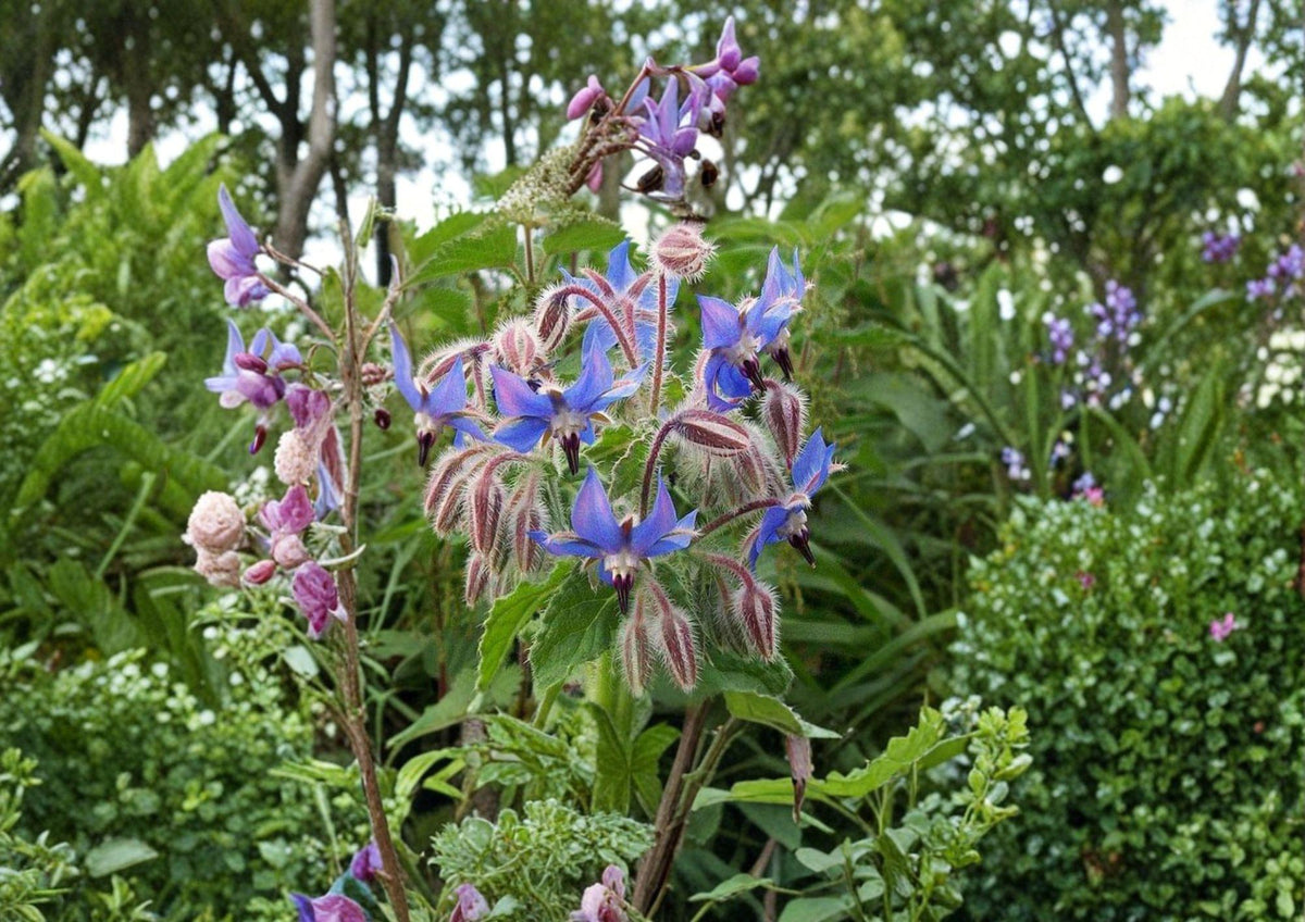 100+ Borage Herb Seeds, Edible Blue Flowers, Pollinator-Friendly, Non-GMO, Heirloom, Medicinal Herb Seeds for Garden Planting