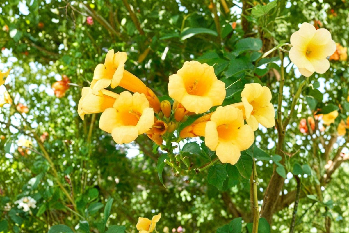 Yellow Trumpet Vine Seeds – Campsis radicans 'Flava' Woody Perennial Climbing Vine for Garden, Trellises & Fences