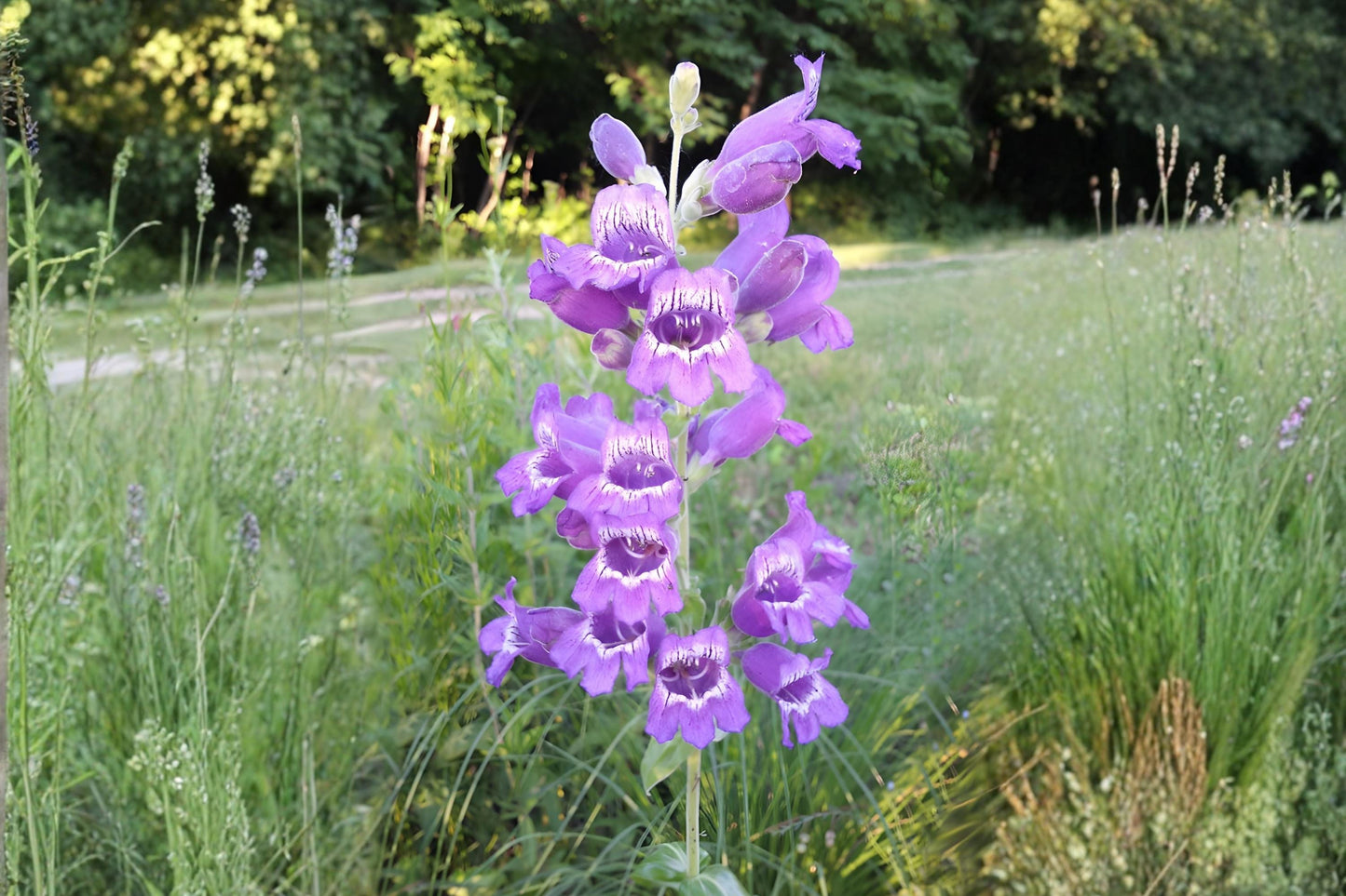 Canadian Milk Vetch Seeds (Astragalus canadensis) Native Wildflower, Pollinator-Friendly, Soil-Improving, Prairie & Meadow Plant