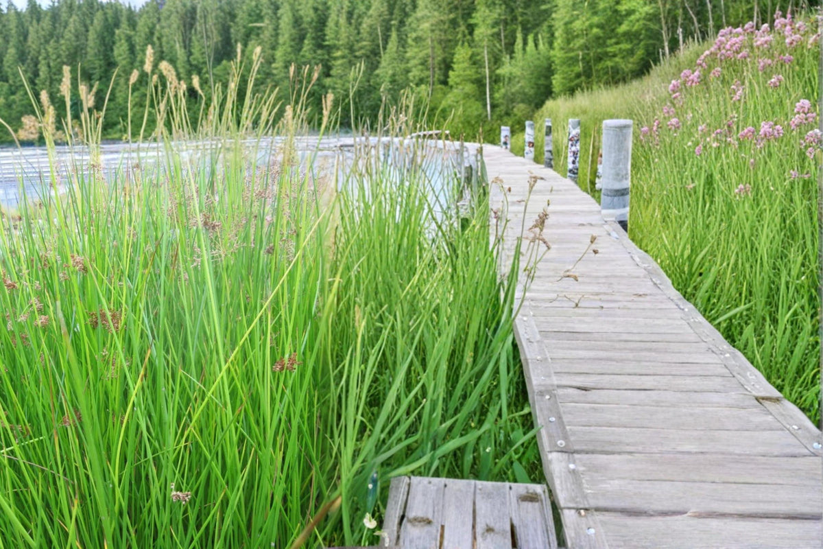 Soft Rush Seeds - 100 Count - Juncus effusus - Perennial Wetland Plant for Ponds, Aquatic Gardens, Moist Soil