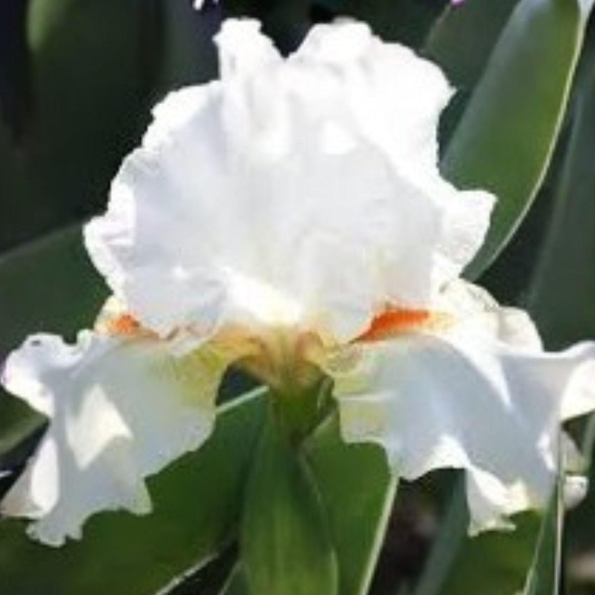 White Bearded Iris Rhizomes | 4 Heirloom Perennial Rhizomes | Elegant White Blooms | Iris germanica