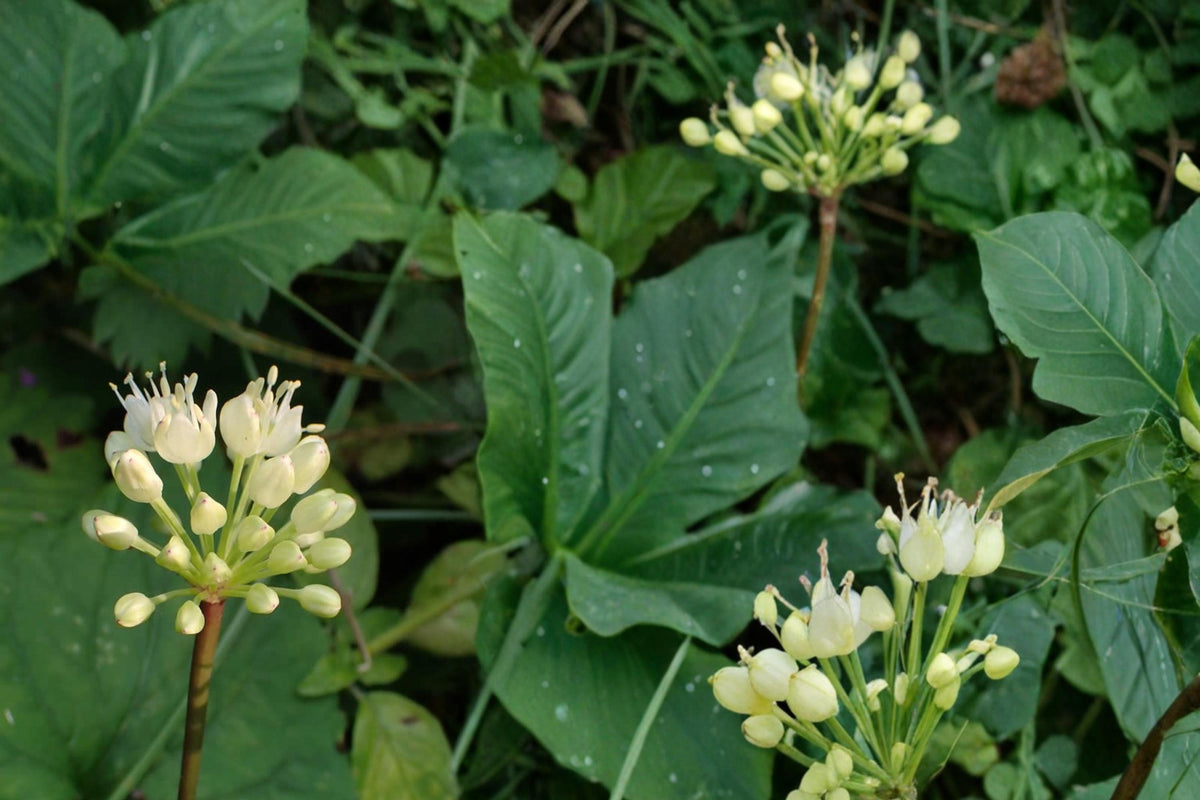 Wild Leek Seeds – Allium tricoccum, Perennial Woodland Herb, Edible, Shade Plant, Wild Onion, Spring Flower Seeds