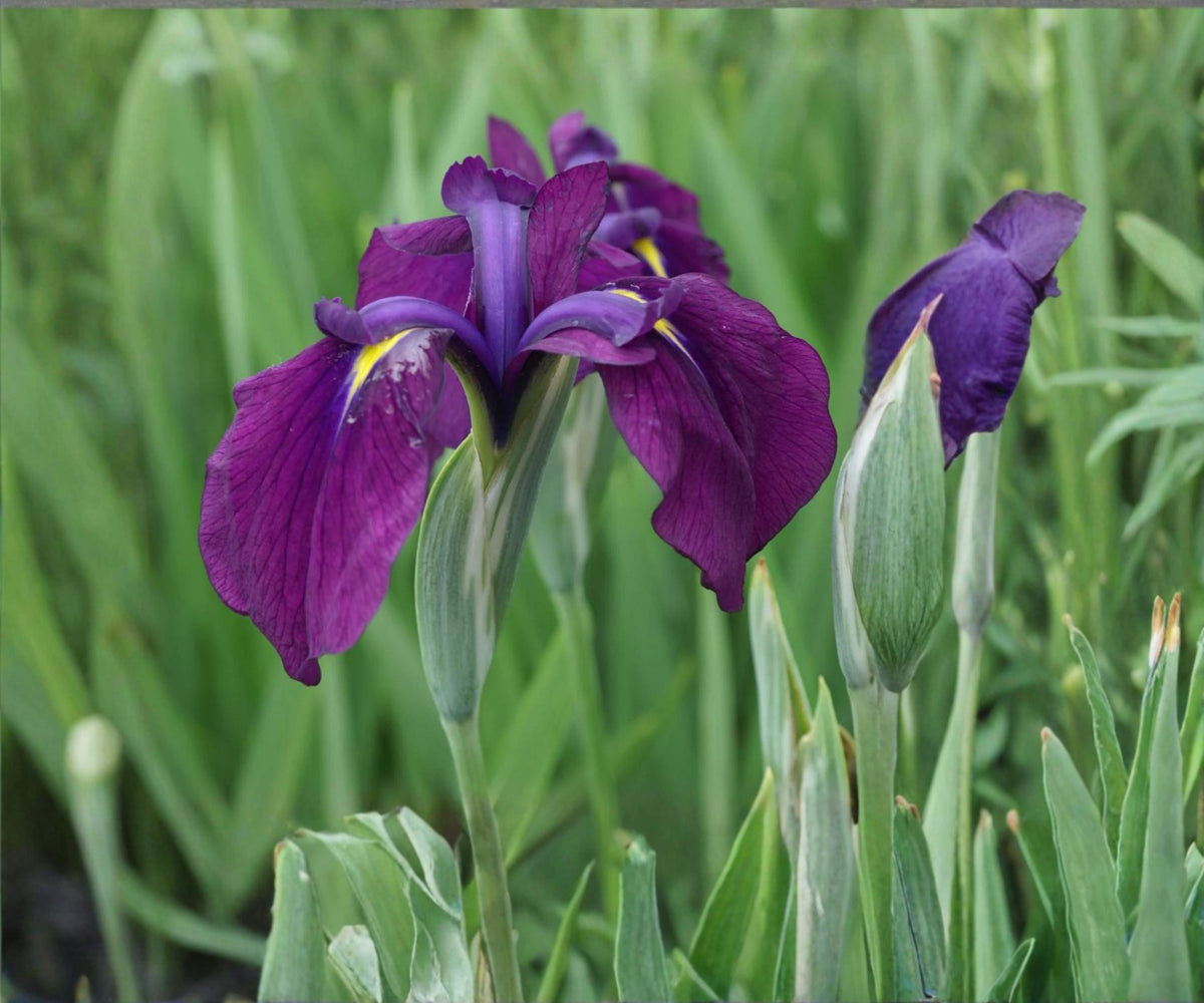 Variegated Japanese Iris Live Pond Plant – Iris kaempferi Variegata – Hardy Aquatic Marginal with Purple Flowers for Water Gardens