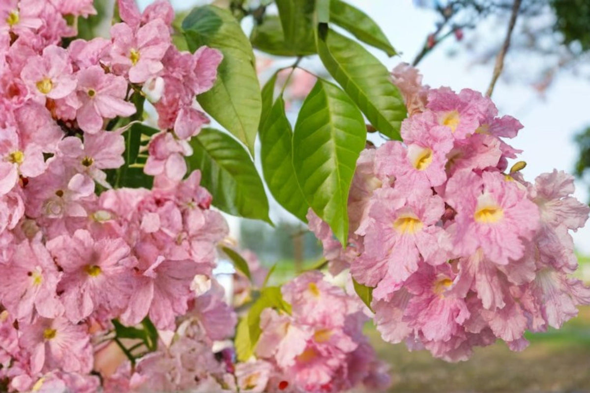 Pink Trumpet Tree Seeds - 30 Seeds - Tabebuia rosea - Ornamental Tropical Flowering Tree for Warm Climates - Pink Blooms