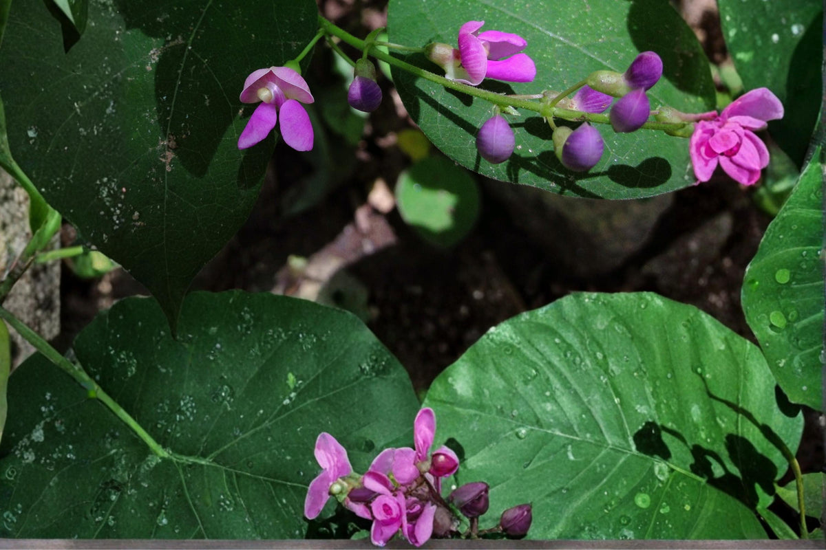 Wild Kidney Bean Seeds – Phaseolus polystachios Herbaceous Climbing Vine with Pink to Purple Flowers, Native Perennial Plant