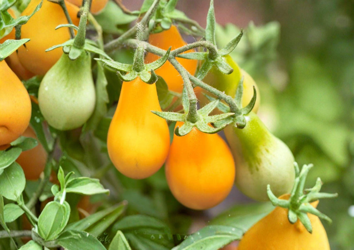 Yellow Pear Tomato Seeds – Heirloom Non-GMO Cherry Tomato Variety for Home Garden, Sweet, Pear-Shaped, 120+ Seeds