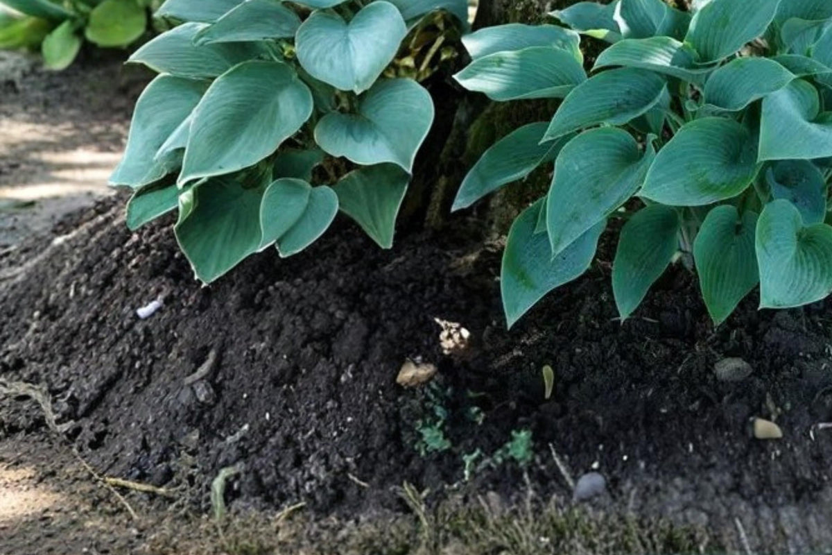 Canada Blue Hosta 5 Bare Roots - Blue-Green Foliage Perennial - Hosta spp. for Shade Gardens and Landscape Borders