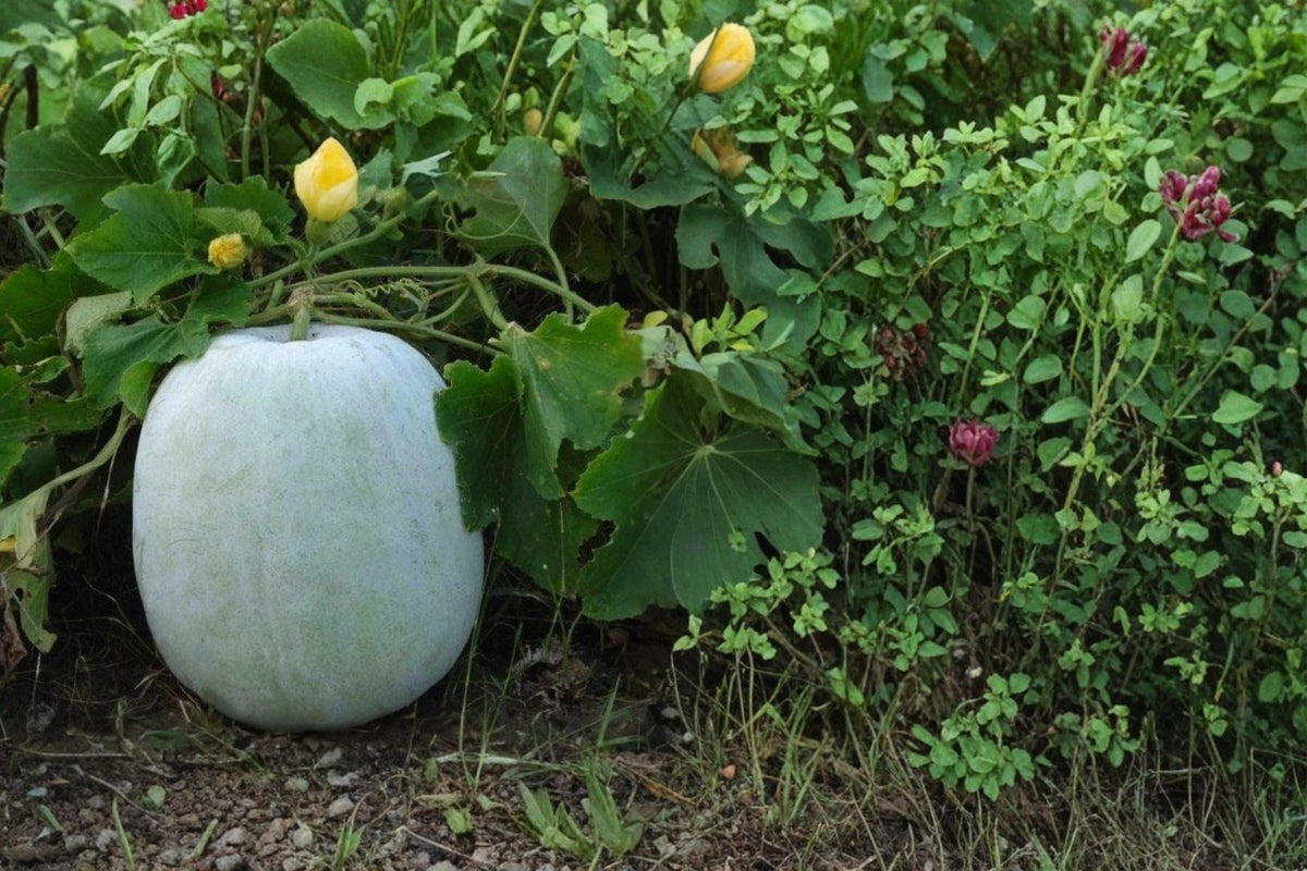 Winter Melon Round Seeds – Benincasa hispida, Climbing Herbaceous Vine, Large Green Fruit, Garden Trellis Plant, Summer Vegetable Seed