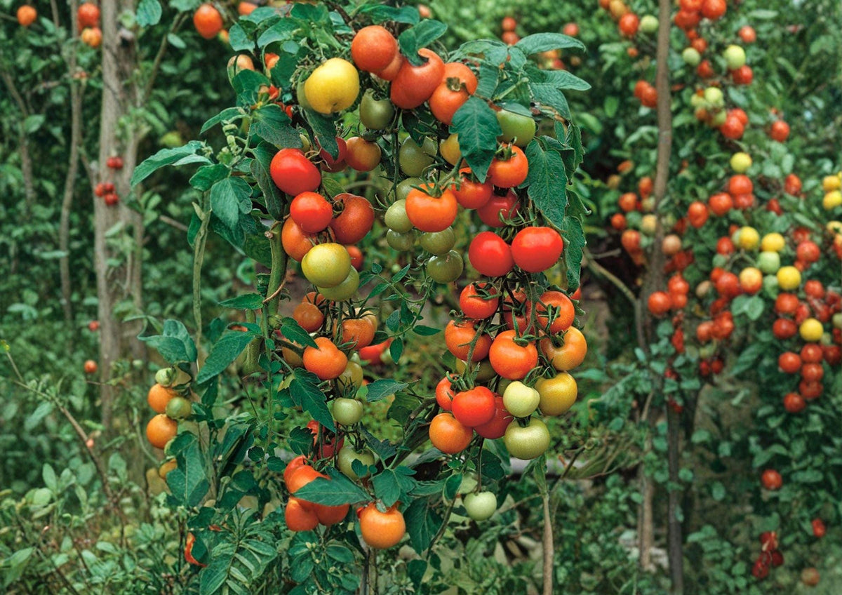 120+ Moneymaker Tomato Seeds – Heirloom Non-GMO Vegetable Seeds for Slicing, High Yield, Red Fruit, Garden Planting