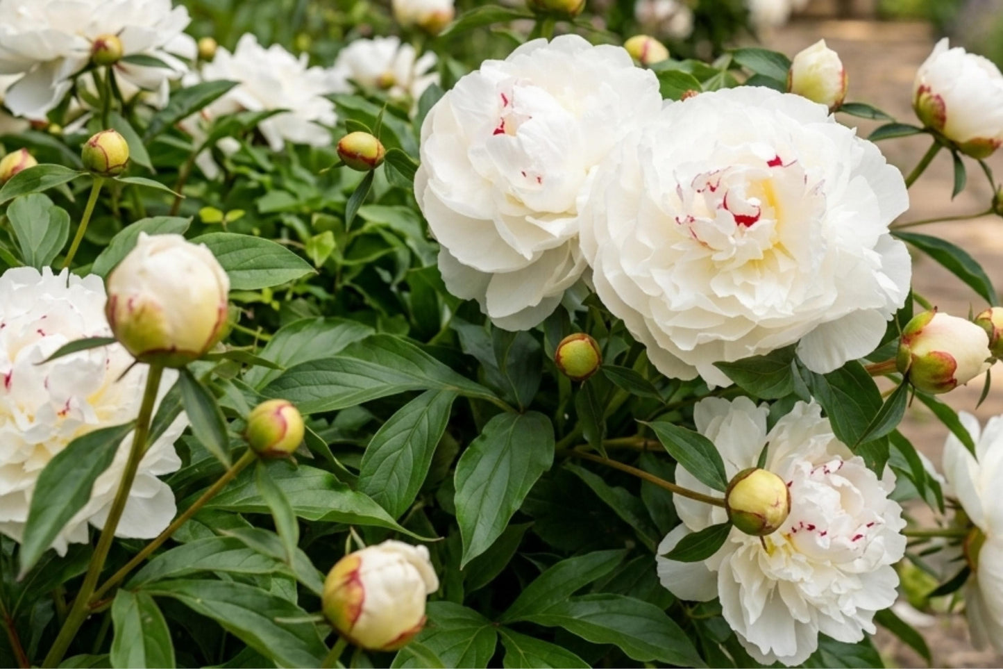 Festiva Maxima Double Peony Bare Root Plant – Live Perennial Flower Bulb, Fragrant, Clump-Forming, Paeonia lactiflora
