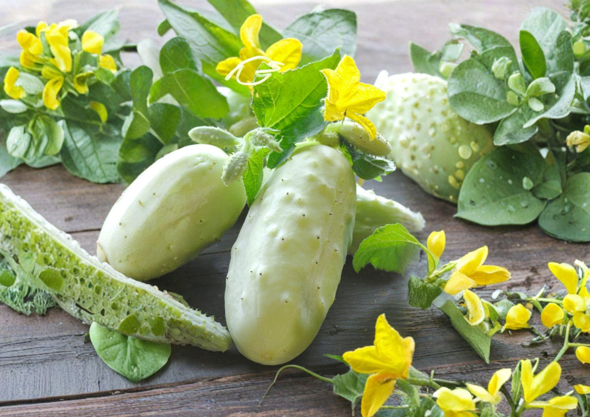 White Wonder Cucumber Seeds, Heirloom Non-GMO, Pale White Crisp Cucumbers, Vegetable Garden Planting, Cucumis sativus