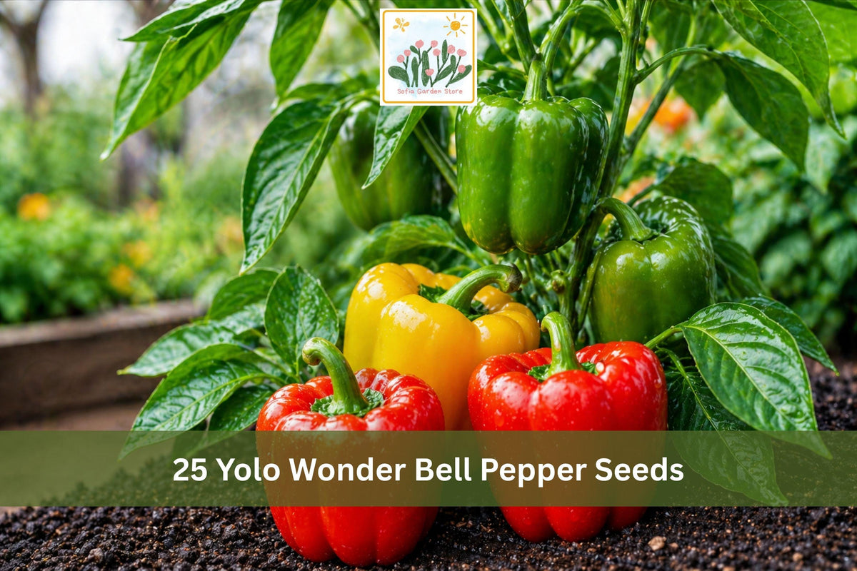 Yolo Wonder Bell Pepper Seeds | Improved Sweet Bell Pepper Vegetable Seeds | Capsicum annuum