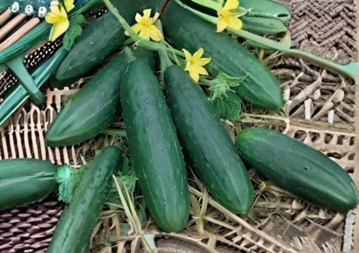 100+ Addis Cucumber Seeds – Heirloom Non-GMO Vegetable Seeds for Garden Planting, Slicing Cucumbers, Cucumis sativus