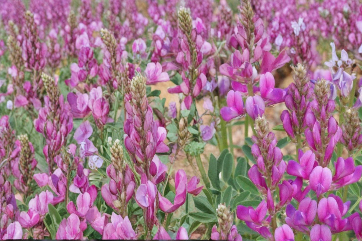 Utah Sweetvetch Seeds 25 Pack – Hedysarum boreale Perennial Pink to Purple Flowers for Dry Landscapes