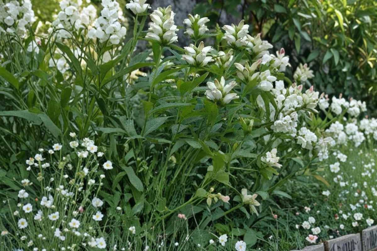 White Turtlehead Seeds – Chelone glabra Herbaceous Perennial for Wetlands & Moist Gardens