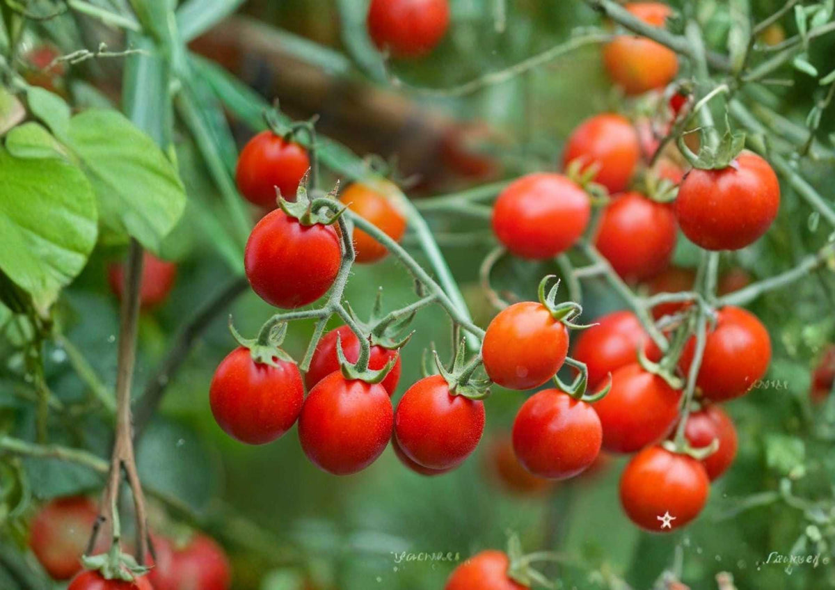 10+ Sweet Cherry Tomato Seeds – Heirloom Non-GMO, Small Juicy Fruits, Extra Sweet Flavor, High Yield, Solanum lycopersicum