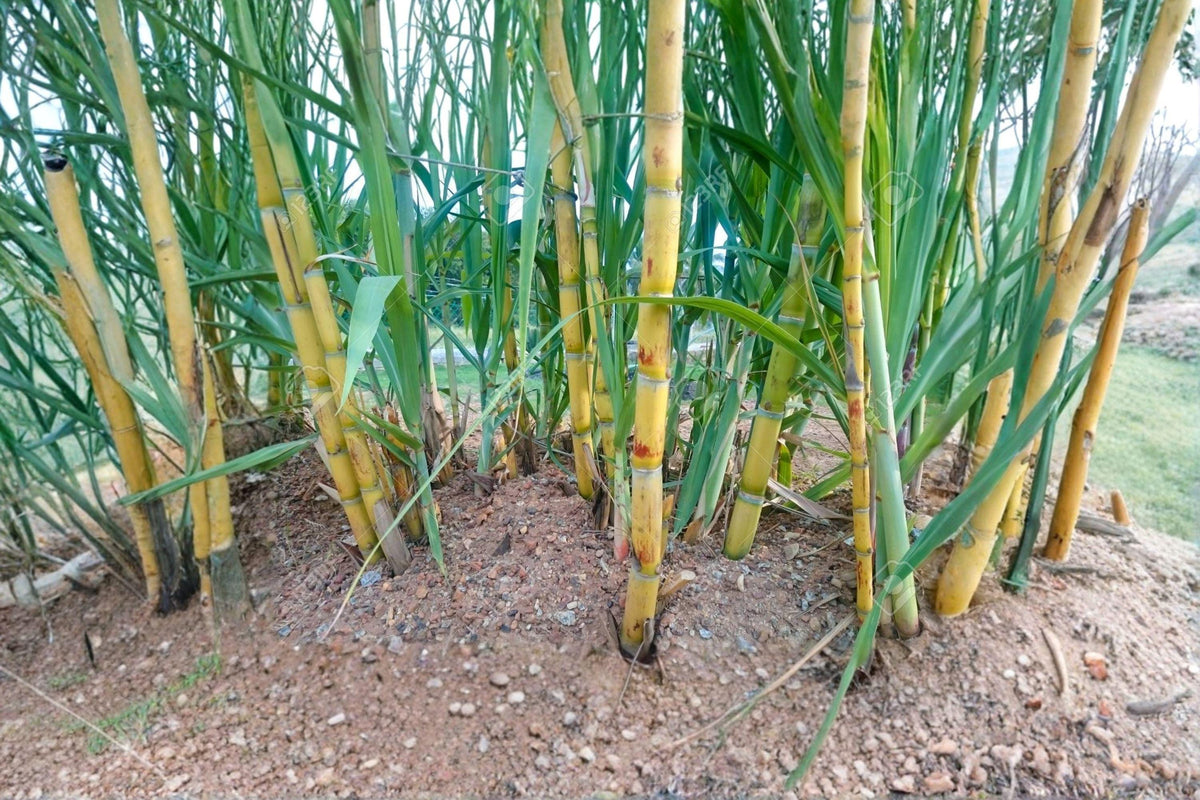 Yellow Sugarcane 1 Plant – Saccharum officinarum