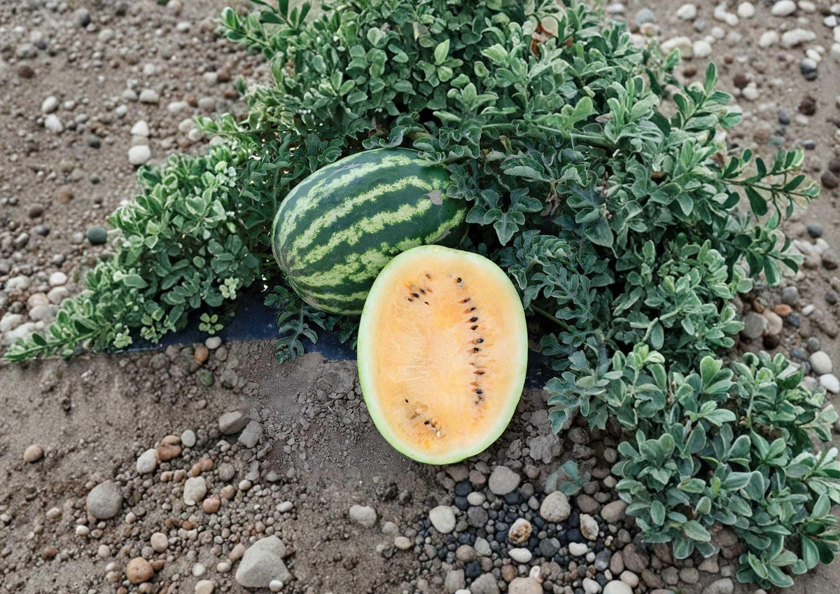 Yellow Gem Watermelon Seeds – Heirloom Non-GMO Rare Fruit Seeds for Garden Planting, True Yellow Flesh, Very Sweet, Small Melon