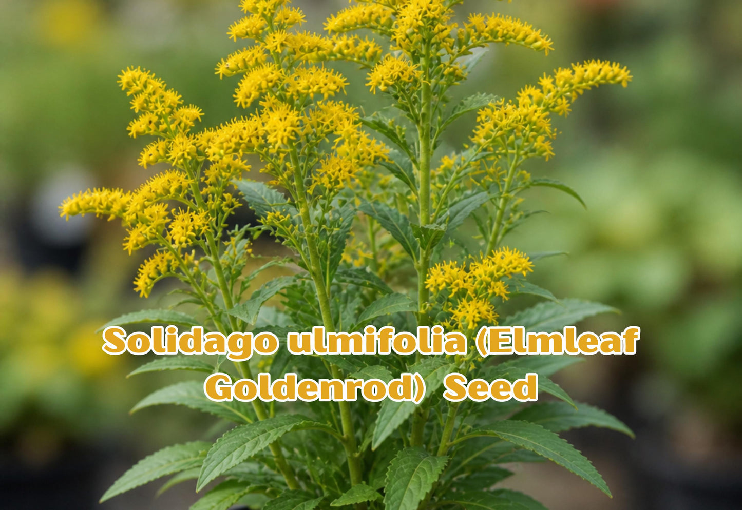 Eastern Bluestar Seeds, Perennial, Soft Blue Flowers, Deer Resistant, Pollinator Friendly, Amsonia tabernaemontana, 10 Seeds