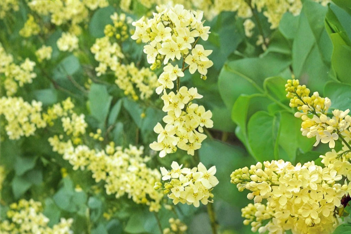 Yellow Lilac Seeds – Syringa reticulata, Ornamental Shrub, Flowering Plant, Landscape, Garden, 50 Seeds