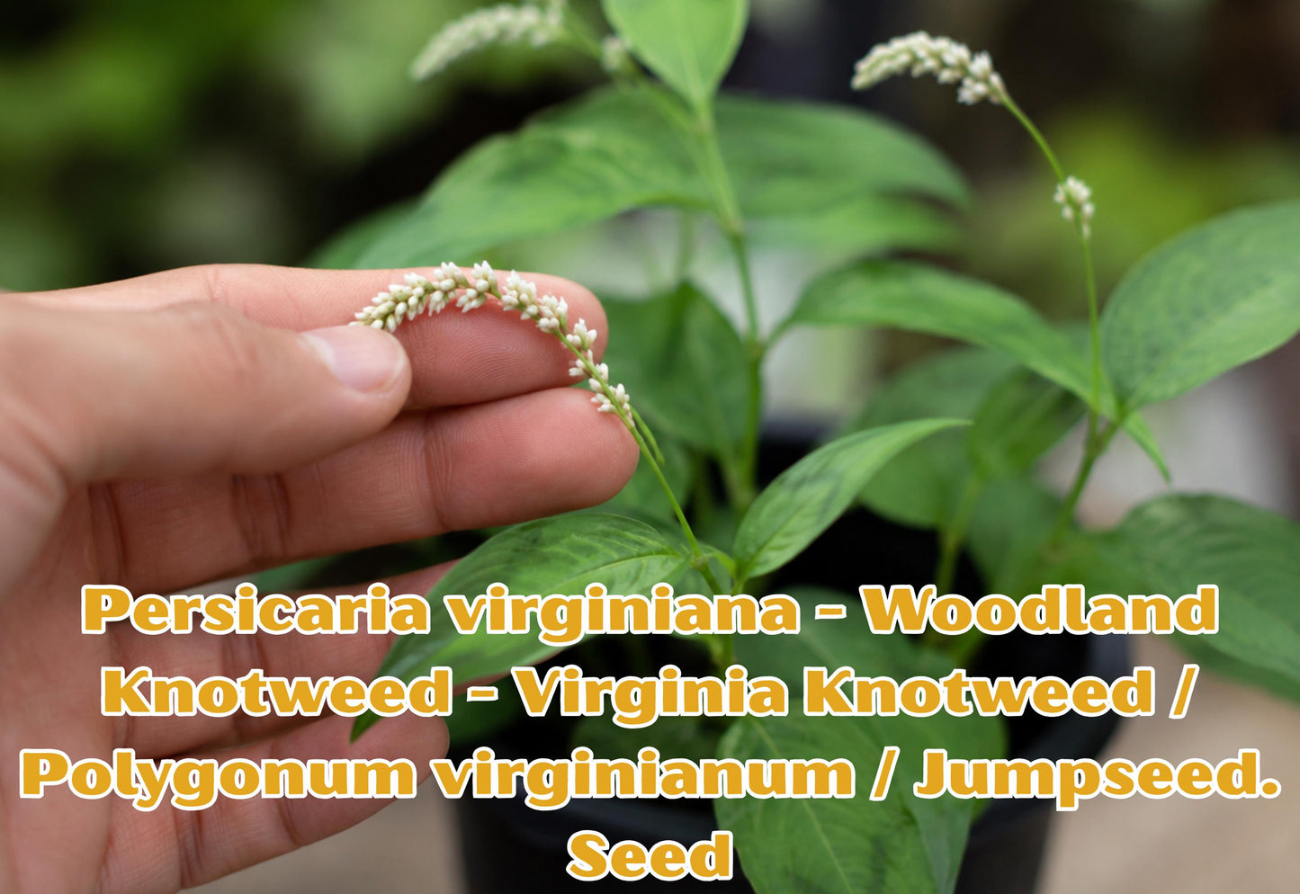 Bird's-Foot Violet Bare Root | Viola pedata Native Perennial Wildflower for Pollinator Gardens & Rock Gardens