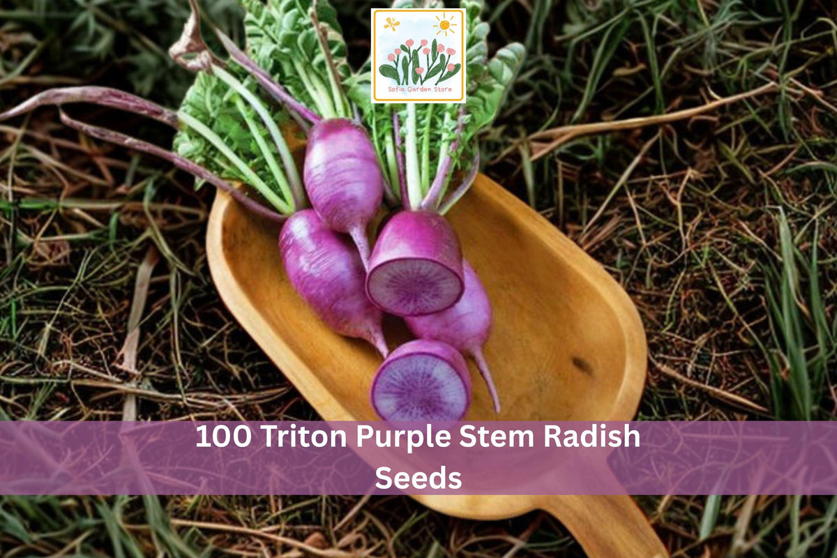 100 Triton Purple Stem Radish Seeds – Colorful Vegetable Microgreen Seeds for Container & Garden Planting Raphanus sativus